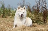 SIBERIAN HUSKY 119